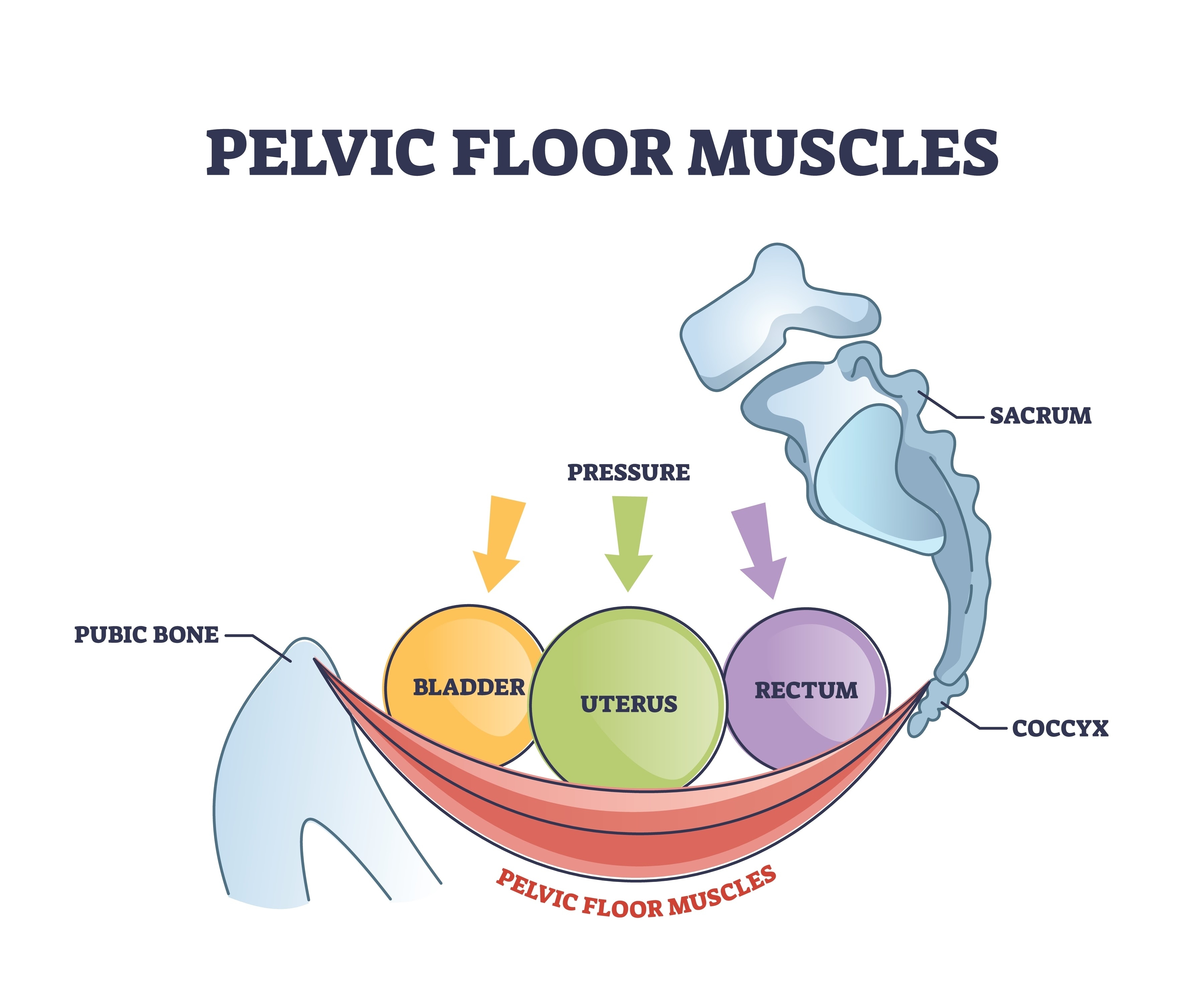Anatomical illustration of the female pelvic floor muscles showing how they support the bladder, uterus, and rectum — the target of pelvic floor rehabilitation for prolapse